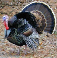 turkeyspecial.jpg